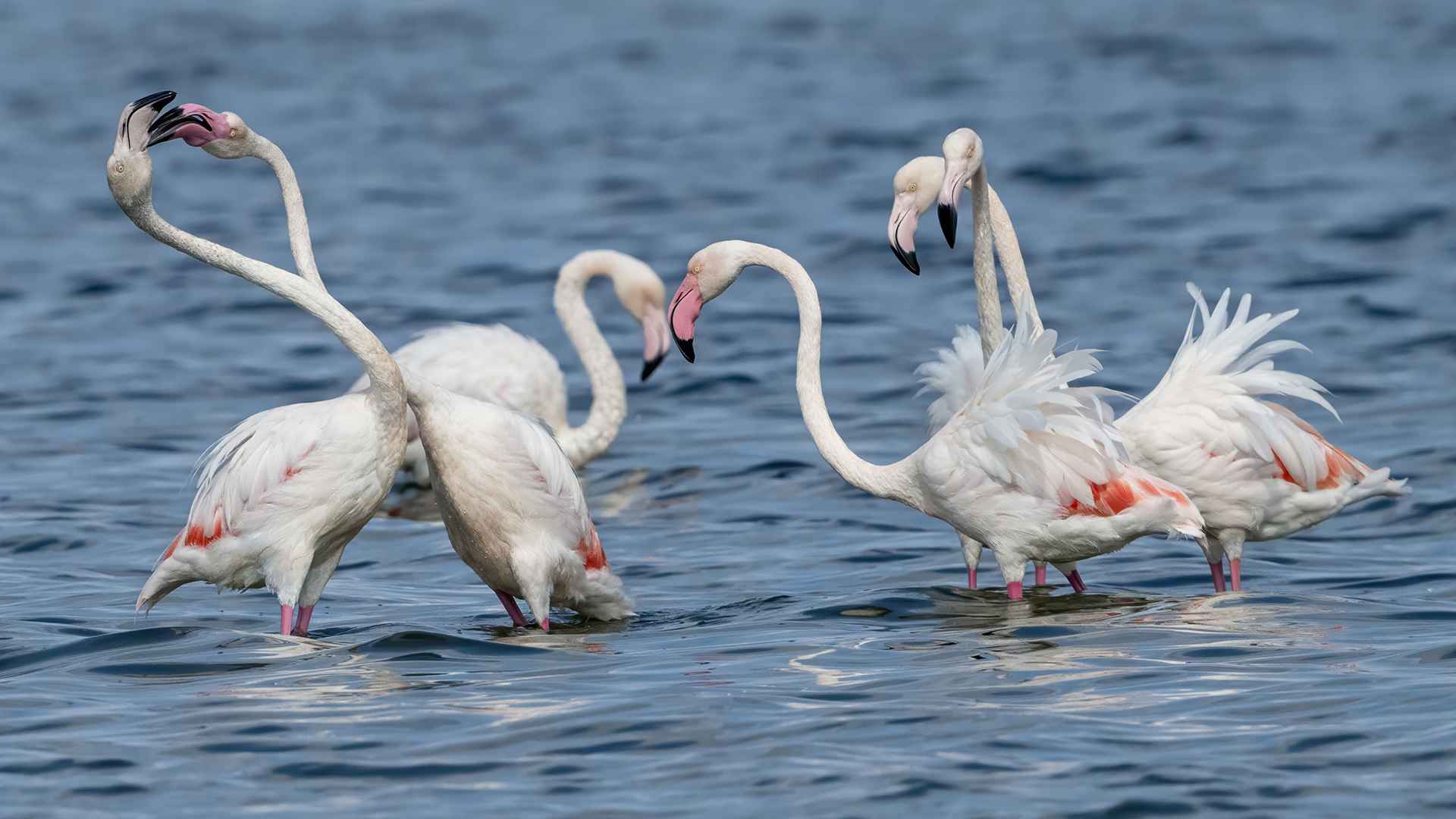 Greater Flamingo